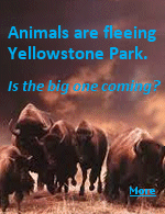 The huge magma chamber below Yellowstone Park is the world's largest volcano, and animals know when the getting is good.